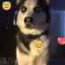 RocksietheHusky (@huskyrocksie) Twitter profile photo RocksietheHusky (@huskyrocksie) Twitter profile photo