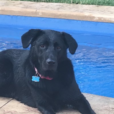 svaskowood1's profile picture. 