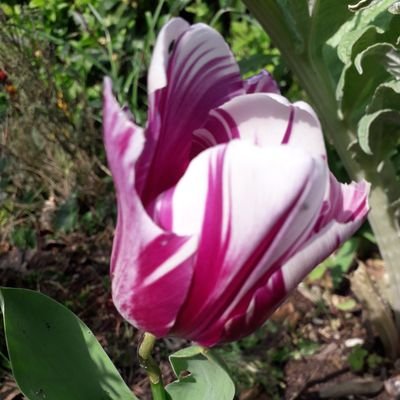 BercierSerre's profile picture. Égalité-Sororité-Solidarité-Créativité-Santé-Joyeuseté