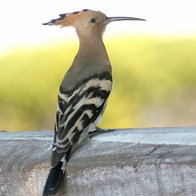 nouhsabri's profile picture. Lecturer