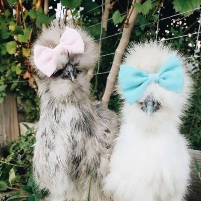 FractaI's profile picture. 