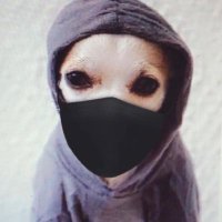 Perro Capucho 🐶 (@elcapucchino) 's Twitter Profile Photo Perro Capucho 🐶 (@elcapucchino) 's Twitter Profile Photo