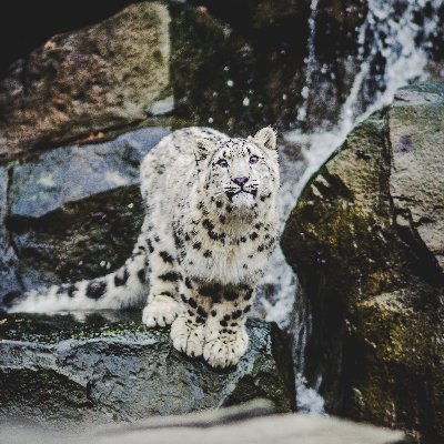 twitter's resident #snowleopard. IF YOU GET A DM OSTENSIBLY FROM ME, DO NOT CLICK ON IT. I DID NOT SEND IT.