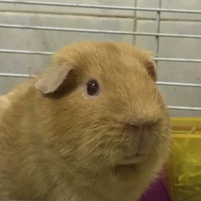 TarnpXII's profile picture. 