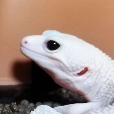 PwfQSQxrgrd2u9p's profile picture. 学生、
爬虫類初心者です！レオパのだいふく♂を飼ってます。(スーパータイフーン)
ちなみにアオジタレオパなんていう生き物は存在しません 
最近レオパ専門になろうかなーと思ってます
#森七菜しか勝たん