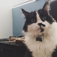 Taco Cat Says (@tacocatsays) 's Twitter Profile