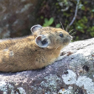 然別湖ネイチャーセンターの公式アカウントです。然別湖のこと、鹿追のこと、北海道のことなど呟いています。よろしければフォローしてくださいね。冬はしかりべつ湖コタンのことも呟きます。そちらもよろしくお願いします。