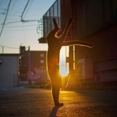 linkai0708's profile picture. 