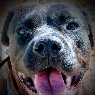 EnzoGentile14's profile picture. I'm the cutest from my litter
just keeping track of everything culture.
👻 writer. prof.noun; panbi-sheeet