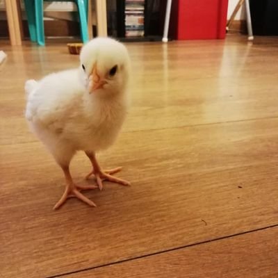 fireryk2020's profile picture. 