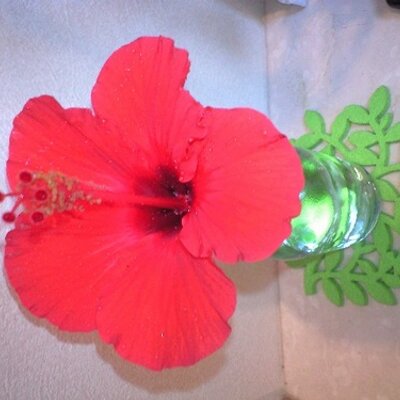 Yukiko Yasue 子供の頃 鉛筆の芯が頬に刺さって何十年もそのままだった 一週間前にそれを取った けど まだ傷口にばんそうこう シミ取りしたと思われてる まっいいか