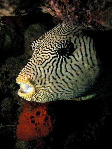 ozmd's profile picture. Bemused cancer doc. Checking it out. Writing stuff (a book one day?) about it all. It seems fishy.