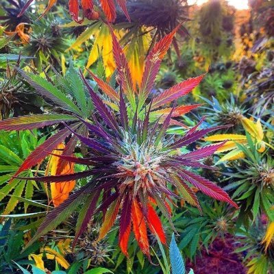 Codeinesyrup2's profile picture. ก่อนมันจะดีมันต้องมีเหี้ยบ้างละว่ะ