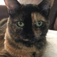 Shirley Hutchinson🐾 (@shirley82556494) 's Twitter Profile