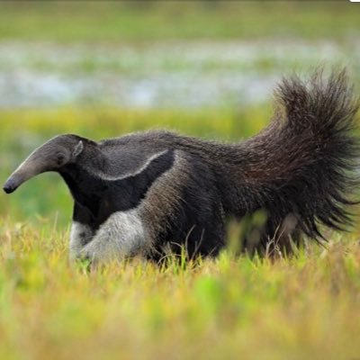 Save The Anteaters