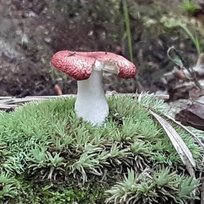 Here to bud my love of nature. Documenting all kinds of finds -- plants, fungi, lichen, etc.! 

There's a lot to be discovered...

I'm also @twocansofbeans