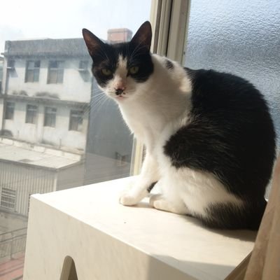 2nsqmVOlg6lwuZb's profile picture. 我是來看妹子的