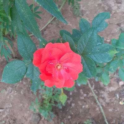 Siree9966's profile picture. SSE, Humanistic.