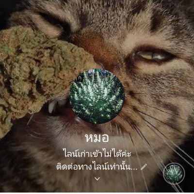 โกงไปไม่เจริญ​คะ
#สายเขียวตัวจริงมีอะไรคุยกัญได้คะคุณลูกค้า(หมอ)​ ID:weedshop100 https://t.co/UnKzINuOaA