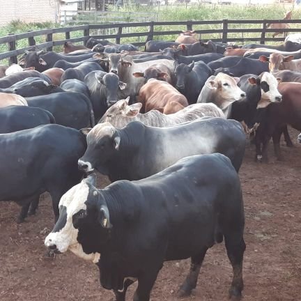 dacosvan's profile picture. Administrador de emprendimientos agroganaderos. Especialista en FEEDLOT.  MARKETING Y REDES SOCIALES.  ELABORACIÓN Y EVALUACIÓN DE PROYECTOS DE INVERSIÓN