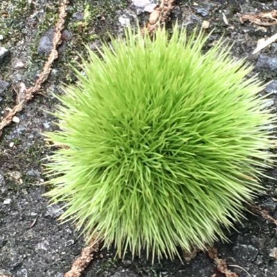 uraura10013's profile picture. グッズ確認用