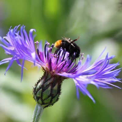 The Bumblebee Conservation Trust volunteering twitter for London. Follow for events, volunteering, and to Bee inspired.
