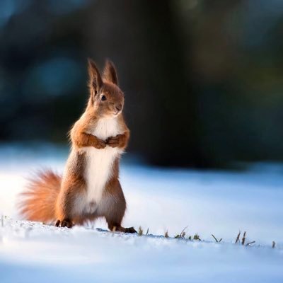 satelite_empire's profile picture. 