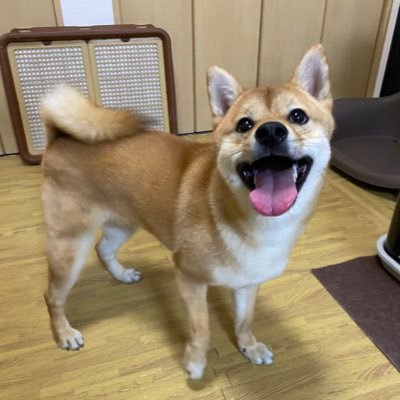 ショウ 小太郎とアルミプレート ゲイカップル 犬と暮らす 柴犬 はてなブログ T Co Pm0hbudcto