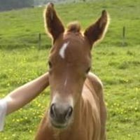 Penny__Ralph's profile picture. Lecturer in Equine Studies at Craven College