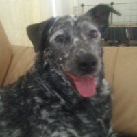 kimber (@nentrupp) 's Twitter Profile