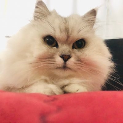 krisuty's profile picture. 갱이