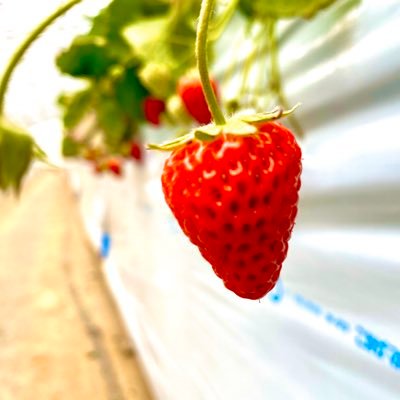 h_tpc71's profile picture. SFC