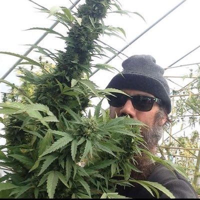 kushpap71927798's profile picture. WhatsApp +1(760)-676-9887/Email:kushpapideplug@Gmail.com