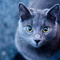 blue-cat (@bluecat97878132) 's Twitter Profile Photo