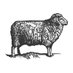 Sheepdrove Organic Farm (@Sheepdrove) Twitter profile photo