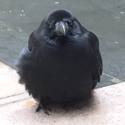CROWさんのプロフィール画像