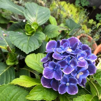 あじさいさんのプロフィール画像