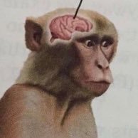 monkey man with a monkey job (@considerdlobstr) 's Twitter Profile