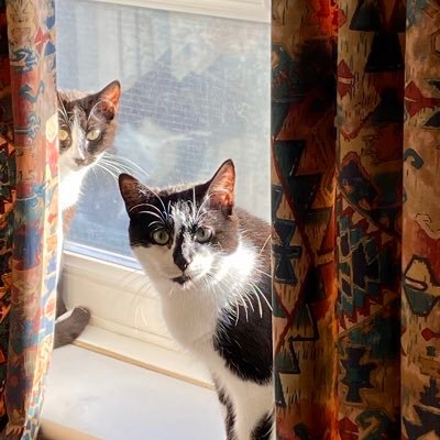 Two cat sisters, now living in Shoreditch. Rescued from behind a fast food restaurant in East Ham. Meeeeeeooooooooow! #FeralCats
