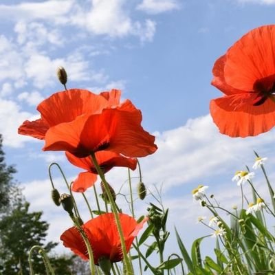 ManjaVerbeek's profile picture. trotse moeder en oma / lees-en taal-en rekencoördinator/ programmeren top en actieve fruitcorsowagenbouwer.