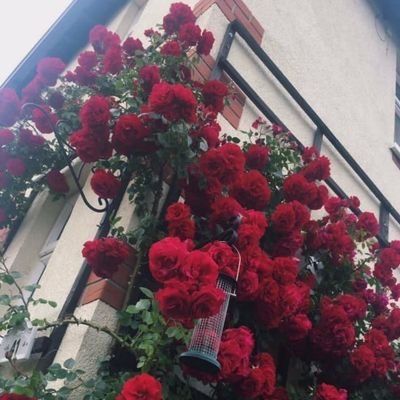 maryah301's profile picture. شخصية مرحة اسعى للافاده والاستفاده... هواياتي... الزراعه والخياطة..... وصنع مل ما هو جميل