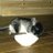 ピーターちゃんのアイコン