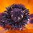 Mitchipoo's profile image