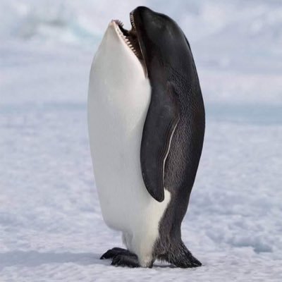 kungzabd's profile picture. 