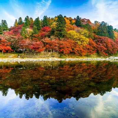 日本が大好き🎌動物も好き🐱自然豊かな美しい日本🌸独特の文化🕊️日本人を護りたい🌈愛国者を応援📣2020.2月〜本格的にTwitterはじめました🍎宜しくお願いします🙂