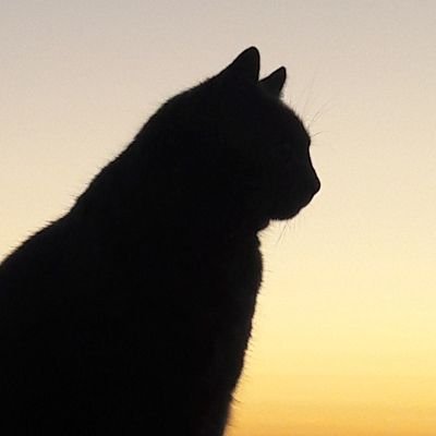 DaFknKuma's profile picture. 