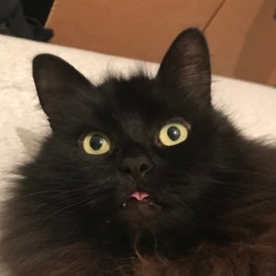 acatnamedjay's profile picture. 🇬🇧 I’m a @catsprotection cat 😺 Found my forever home 12/4/19 My 9th bday! Follow me to have more cat and less covid in your feed!!! 📷 Insta: acatnamedjay