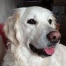 GoldenDogInfo's profile picture. Etre heureux ne signifie pas que tout est parfait. Cela signifie que vous avez décidé de regarder au-delà des imperfections.

Aristote.
