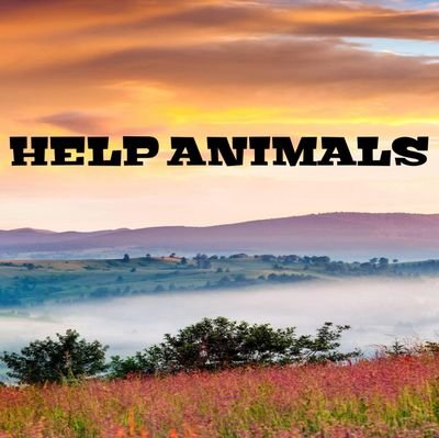 HelpAni16111926's profile picture. subscribe in our youtube channel please https://t.co/VhZc44To0r