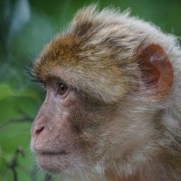 Klatzenklopper (@divinewukong) 's Twitter Profile